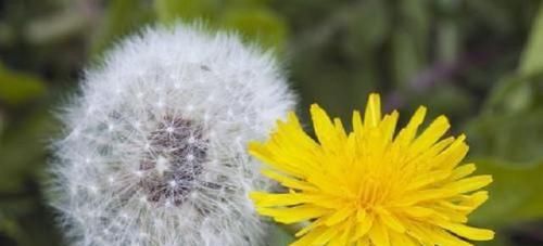  『生长』春天乡下1野花，名蒲公英，花色泽金黄，10人里9人不知其神效