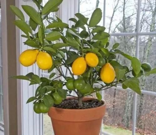 「开爆」庭院选这几款花,耐寒易打理,花美色艳,花儿轻松开爆盆
