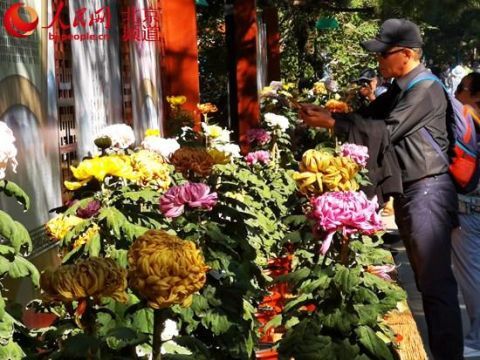 北京植物园第27届市花展十一开幕 40万株鲜花喜迎国庆