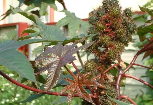  「夹竹桃」春季野外游玩，遇到此几种“有毒”植物，叮嘱家人一定要避开
