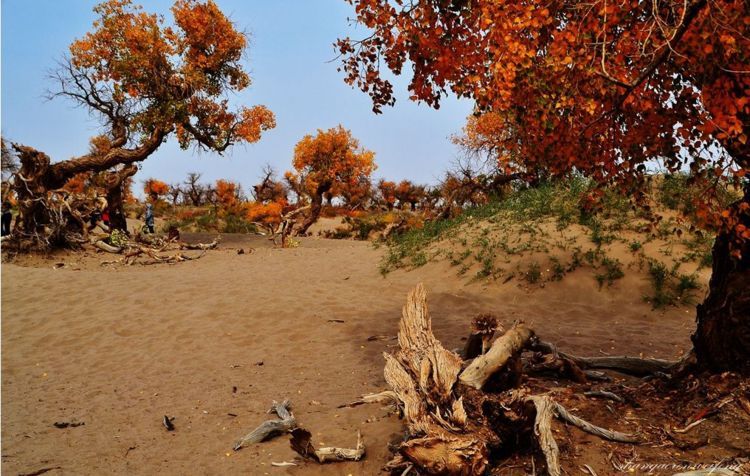  「我国」我国曾经花一亿在沙漠里种胡杨，多年过去，长成什么样