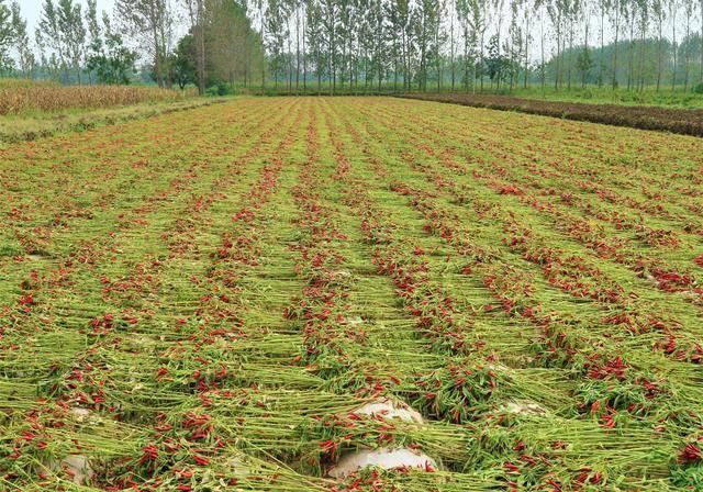  辣椒：农民种植一种辣椒，投入成本小，10亩收入80000元