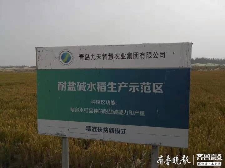  「大沙漠」荒漠变粮仓！中国最大沙漠边缘长出“海水稻”，亩产