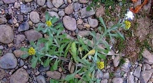  #养花#长在田埂上的“它”，看到别拔了，如今很珍贵，拔1棵少1棵