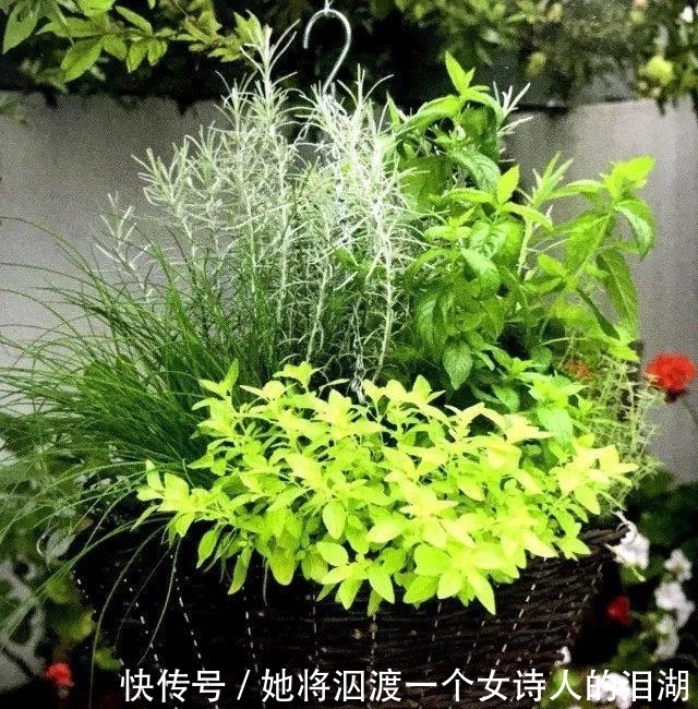 可赏:春暖花开之际赶紧播下香草种子, 可观可赏还能让你家餐桌喷香