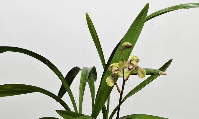  「牡丹」这15种自带“好运”的花，素来招人爱惜，别样雅称更是吸引人