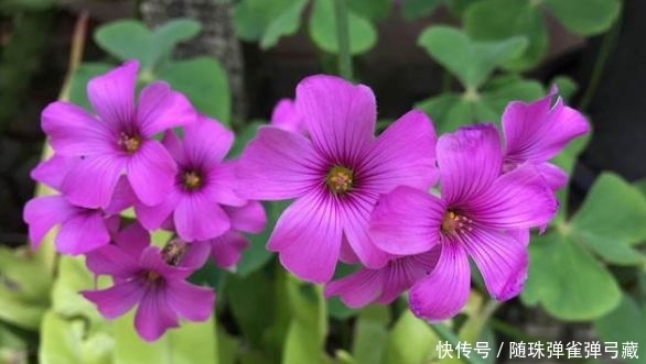  『盆栽』花期长的3种盆栽，一树多色花，花多易爆盆，全年开不停还很好养