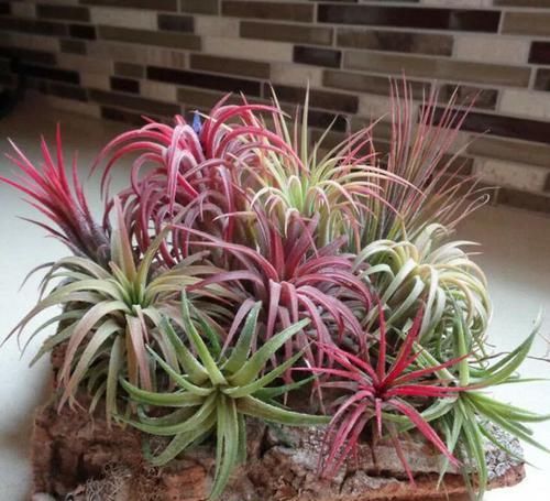  『精致』极其耐阴的几种观赏植物，养成桌面上的精致盆栽