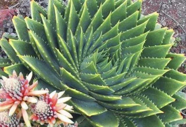  『值钱』芦荟女王,1种“高贵”的多肉植物,不好养,但养的越久越值钱