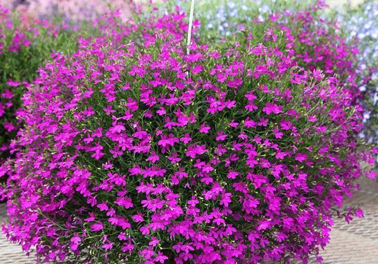  「三角梅」春天试养这几款花，全年花开不断，开花色泽鲜艳，花香四溢，超美
