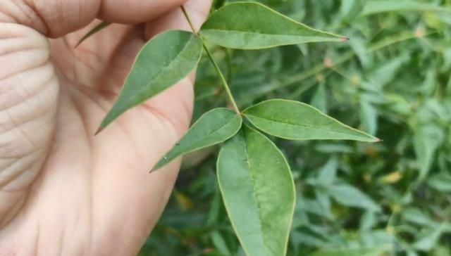  【花椒】一大串果实长得像花椒，叶片尖尖却像竹叶，老农都说它