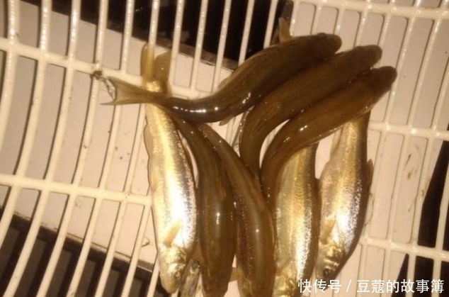鱼鳞|世界上最古老的鱼类,深山老林才有,鱼鳞好吃,鱼肉自带香味
