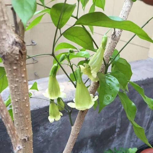 「幸福树」幸福树开花以后怎么养？做错了掉叶掉花光秃秃