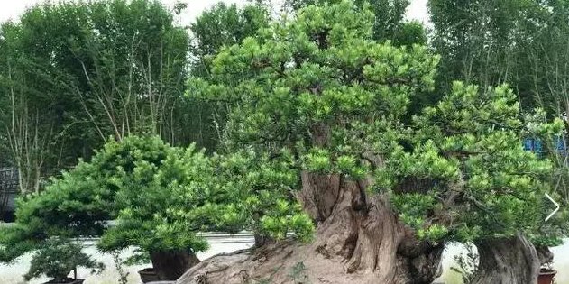  做成■这几种绿植做成盆景十分奇妙,养护简单,几乎每家都有一盆!