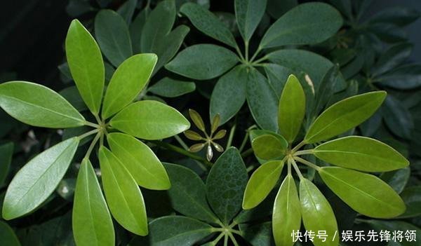  [种植]花卉种植技术怎么种植发财树，发财树枝干枯萎的原因是什么