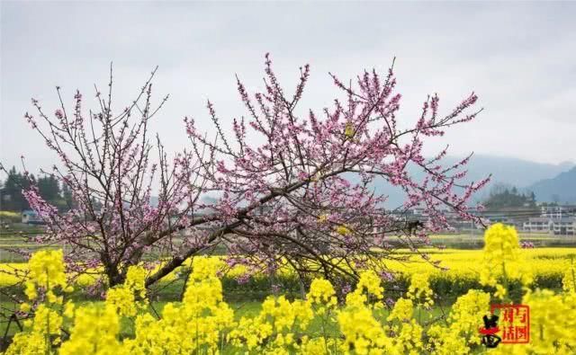  油菜花：一不小心，贵州黄平把春天打翻了