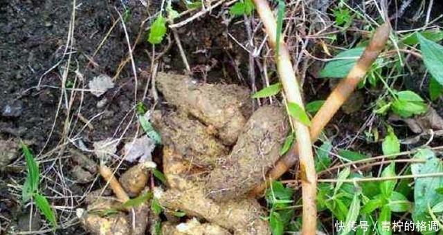  「偶遇」此物1200元一斤，山里偶遇，请保护好，切勿采挖