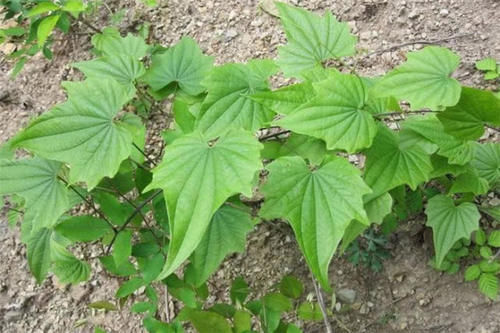 农村植物“穿龙薯”，在野外不好找，价值珍贵，对腰腿痛有大帮助