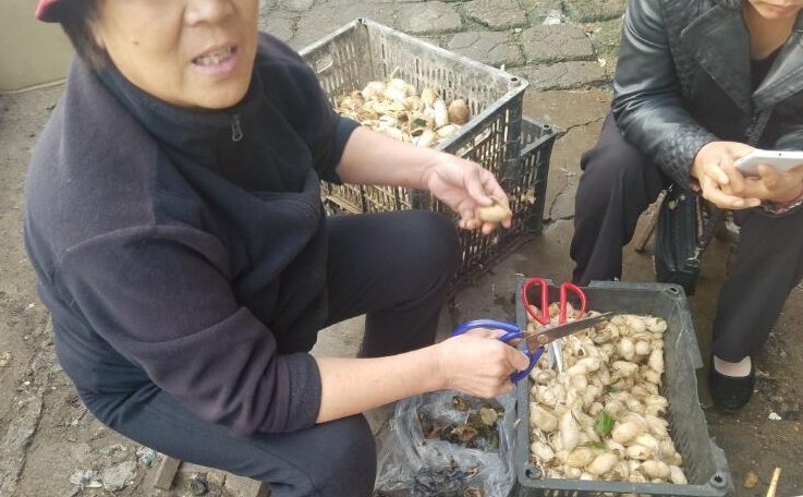  采集■农村大妈凌晨采集“稀罕物”，早市现剪现卖，两小时赚了4