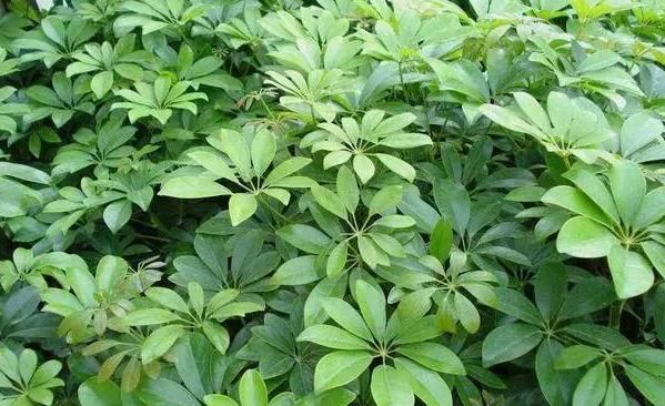  [植株]家中有这几款植株，好看又好养，总有一盆适合你