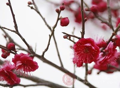  「明前」清明节吃什么 清明吃这种蛋健康又美味