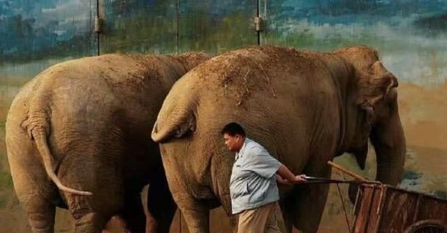 「学历」网曝德云社相声演员学历表,逗哏捧哏泾渭分明,如何解读?