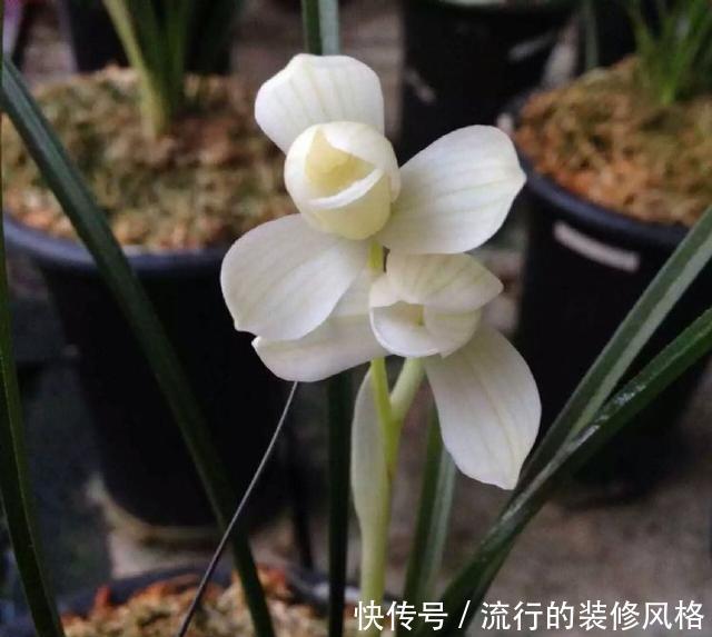 名品|它是莲瓣兰素花中的名品,开花如同仙女一般,清新脱俗,洁白无暇