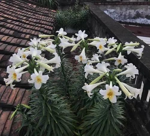 #花盆#开败的百合这样一处理,能长一缸的小球,花盆都不够用!