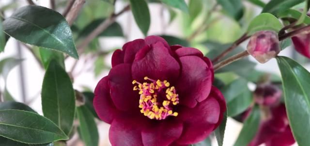 『碗口』茶花开花小是什么原因?做好这几点花朵“大如碗口”!