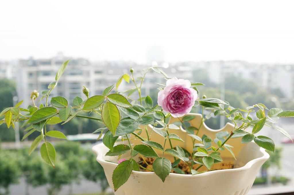  『生病』进入夏天不能闷的植物，要注意通风，不然容易生病！