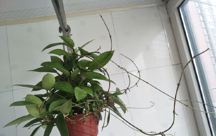  #植物#家有小院，不如养这几款植物，沾土就活，一年四季开花不断，超美