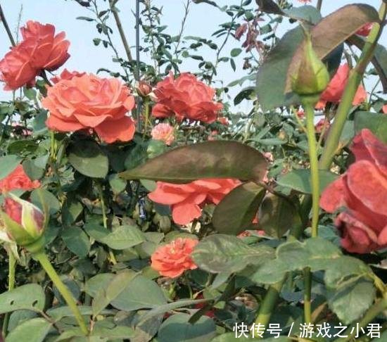 『树状』我国最美的“花树”,插土就能活,春天种2棵,当月就开花