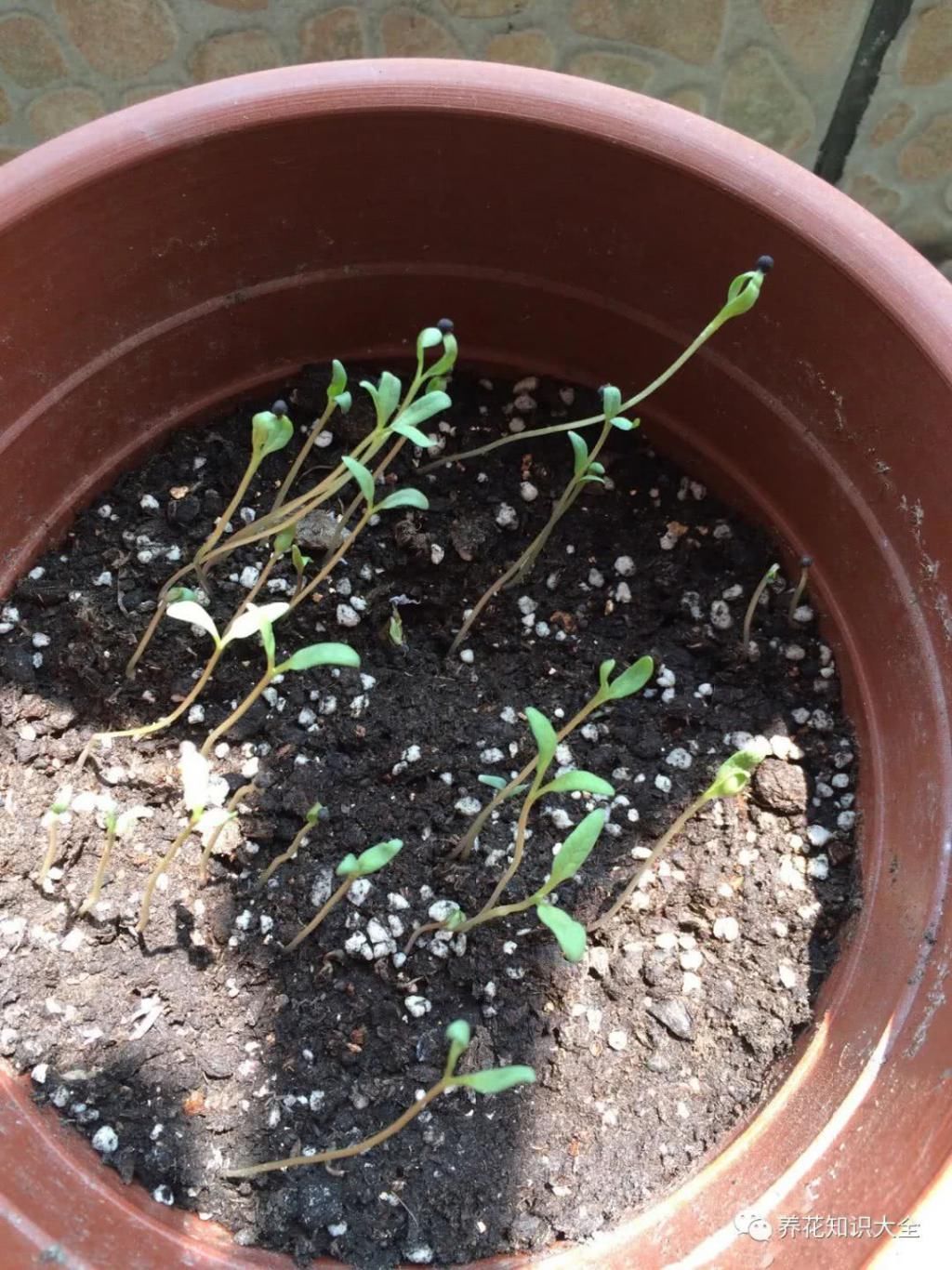  『朋友』我的小院我的花，一花一草都是我的好朋友！
