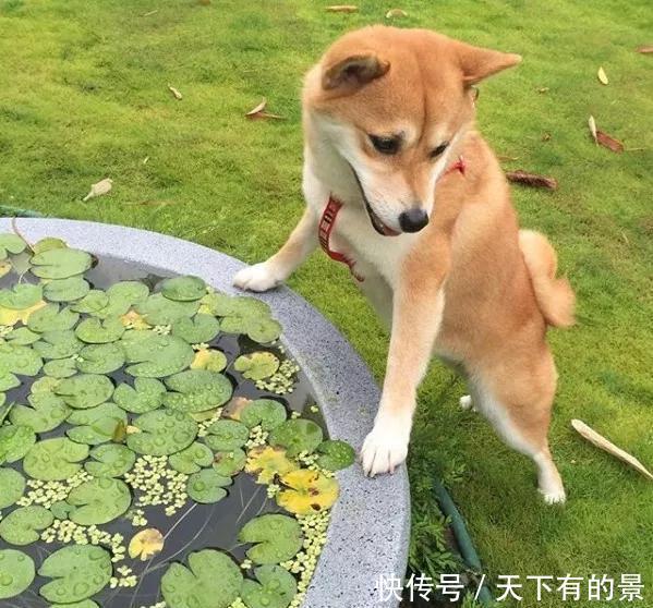  【拿来】30斤的大水缸，拿来养花成宝贝，怪不得都抢着要！