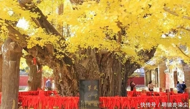  「银杏树」这十大长寿树王：棵棵大有来头，第一名比中国历史还