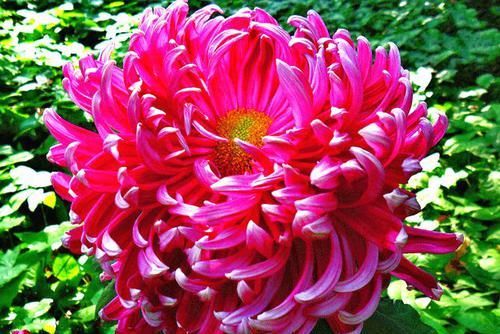  [妩媚]喜欢菊花，就养盆“菊中珍品”晓妆方罢，似紫玉蝴蝶，妩媚妖娆！