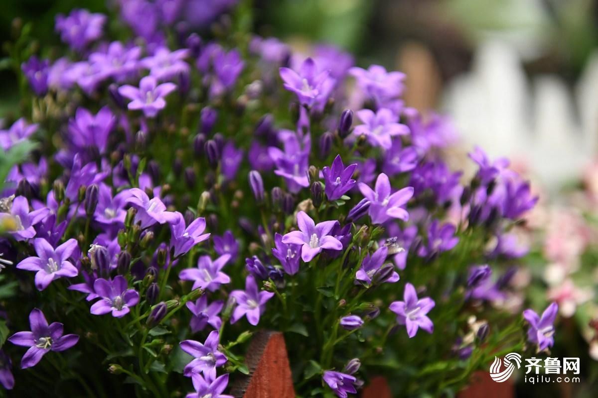 51秒|你的年宵花已到位 快来看看今年流行啥品种