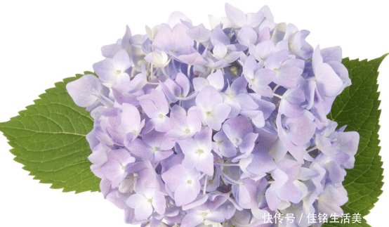  『适合』家里房子比较小，适合养什么花草这几种可以考虑一下
