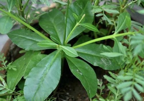  此种：此种“植物”，以往叶子常被拿去“喂猪”，而如今少见，遇到别踩
