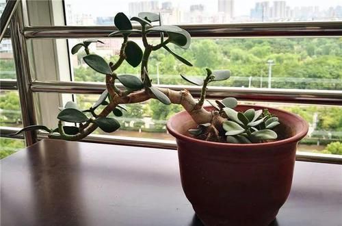  花养@长寿花养出大粗枝，一年到头不窜芽，该剪就得剪！