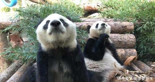 10只大熊猫国庆节将在南京集体露面 网红“暖暖”真的很“懒”