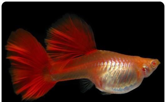  【均表现为】孔雀鱼太好繁殖啦，所以孔雀鱼的品种多到让你数不过来！