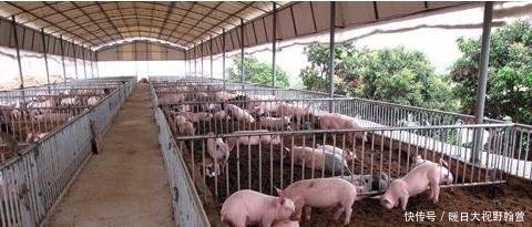 养猪最忌讳的4大点，千万不要碰，否则钱很难赚，绝对值得收藏