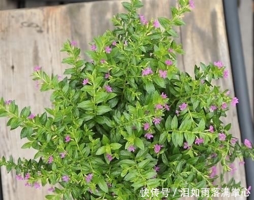 「花叶络石」农村遇到此“瑰宝级”植物,快挖回家摆起来!家人身体越变越棒