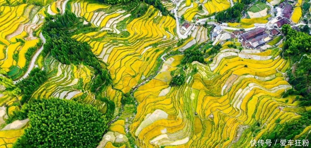 一定要去看看!景宁郑坑那片藏在山间的绝美梯田,惊艳了整个秋天