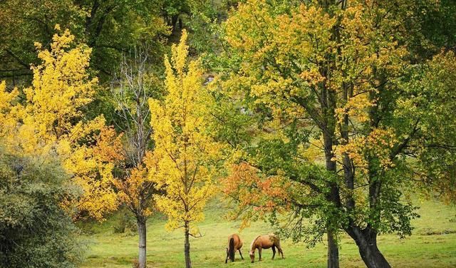 甲根坝：川西这处世外桃源秋景太美了，多处免门票绝色顶级风景