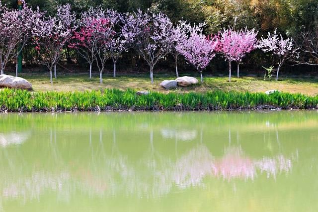 三月春暖花开，又到了寻花问柳的季节!