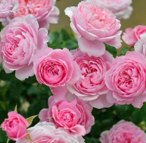  三角梅■选花，别错过这几种“开花机器”，养殖省心