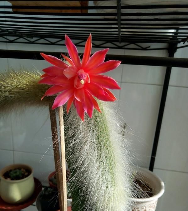『猴尾柱』奇特植物猴尾柱,植株似猴尾,会开花,养护简单,还是盆栽佳品