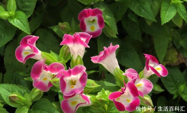  『五彩石竹』喜欢养护花卉，就选择花朵簇拥，层层叠叠，花开妖娆的5种花卉